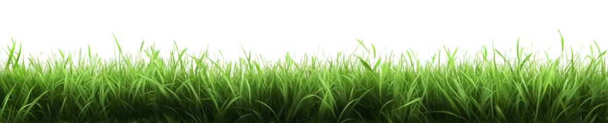 Fototapeta premium green grass border with transparent background
