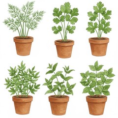 Assortment of Potted Culinary Herbs Illustration