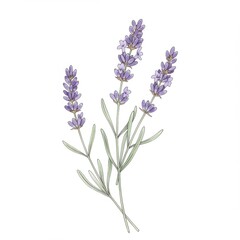 Obraz premium Purple Lavender Flowers Botanical Illustration