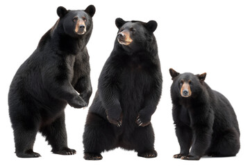 Fototapeta premium Three american black bears standing and sitting isolated on black, black bear, american black bear, bear, bears, wildlife, animal, animals, mammal, mammals, isolated, cutout, nature, forest, predator