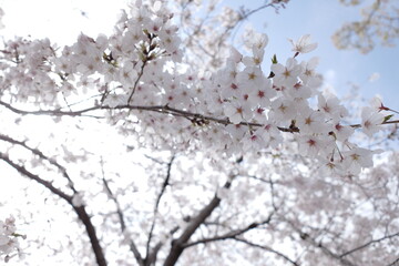 Delicate White Blossom on Cherry Tree Captured Under Soft Natural Light in Springtime Setting