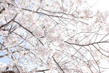 Beautiful Cherry Blossom Tree with Abundant Pink and White Flowers Under Bright Blue Sky During Spring Season