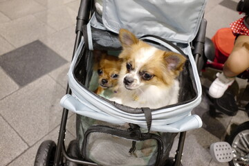 Two adorable small dogs in a stroller resting comfortably with a playful atmosphere in a public...