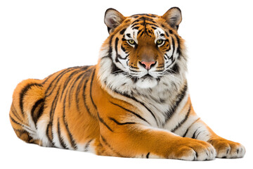 Obraz premium Lying tiger relaxed and isolated on a black background looking forward, tiger, lying, relaxed, isolated, black background, feline, wild cat, wildlife, predator, carnivore, animal, mammal, orange