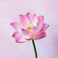 pink lotus flower