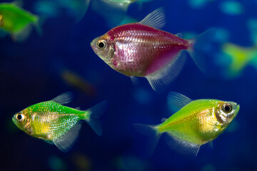 Aquarium  fish-ternetzi swim. Two fish are yellow-green and one is purple. The Latin name Gymnocorymbus ternetzi. Close-up, blue background.