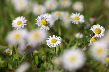 Fototapeta premium White daisy flowers in green grass. Spring or summer meadow with chamomiles