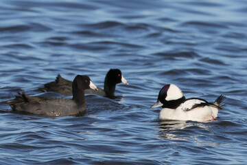 Ducks in water