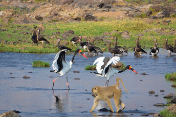 Wildlife on a river bank in Tanzania