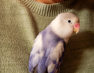 A sidelong glance from a friendly lap: the curious gaze of a white and blue lovebird.