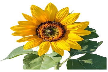 Obraz premium Sunflower transparent background