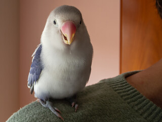 Open beak, boundary marked: A defensive instant on a friendly shoulder.