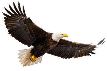 Majestic bald eagle soars with impressive wings against a black background, bald eagle, eagle, bird, flying, flight, wings, soaring, predator, wildlife, nature, animal, freedom, symbol, american