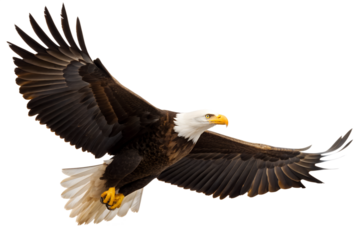 Majestic bald eagle soars with impressive wings against a black background, bald eagle, eagle, bird, flying, flight, wings, soaring, predator, wildlife, nature, animal, freedom, symbol, american