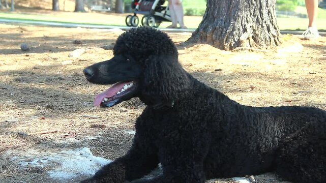 Large Black Poodle On The Ground Outside On A Sunny Day With A Stroller In The Background