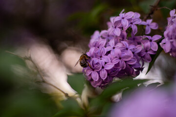 Bee on lilac flower. Spring in Warsaw 