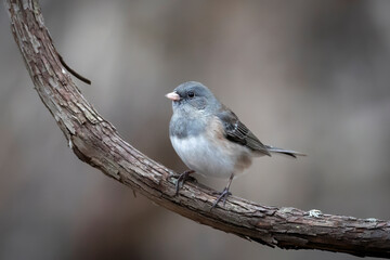 junco on branch