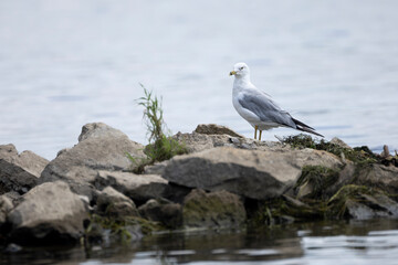 ring billed gull standing on rock pile