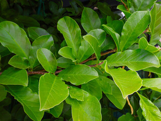 Magnolia tree leaves in closeup