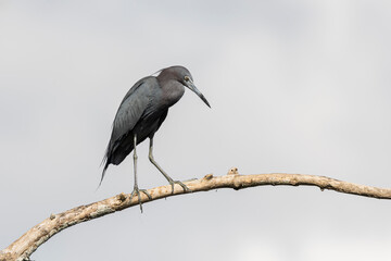 little blue heron perched on a branch