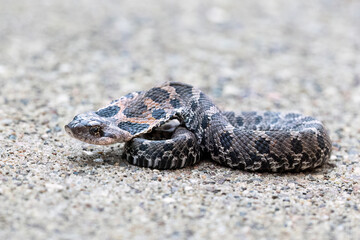 hog nosed snake with cobra pose