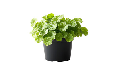 A vibrant green potted plant with round, scalloped leaves, sits against a black background.  The plant is full and lush