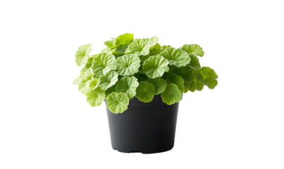 A vibrant green potted plant with round, scalloped leaves, sits against a black background.  The plant is full and lush