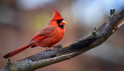 cardinal on a branch