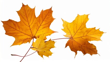 Obraz premium falling autumn maple yellow leaves cut out