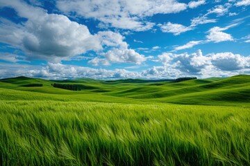Fototapeta premium Green field under cloudy blue sky