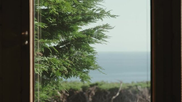 View from behind a glass window of the branches of a pine tree swaying in the wind on a sunny day