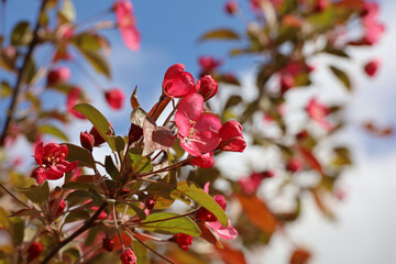 Apple blossom in spring garden on blue sky background. Red flowers and buds on a branch