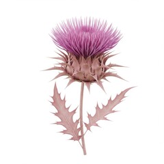 Pink Thistle Flower on White Background
