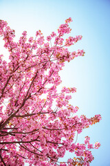 Cherry blossoms bloom vibrantly against a bright blue sky during spring in a tranquil setting likely filled with nature enthusiasts