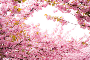 Delicate pink cherry blossoms bloom under bright sunlight in a spring garden