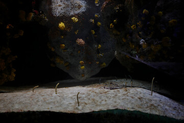 Underwater Scene with Coral Reef and Marine Life in a Dark Aquarium Setting, Featuring Sea Creatures and Rocks