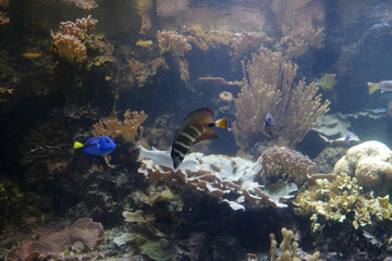 Vibrant Marine Life in Coral Reef Habitat Showcasing Colorful Fish and Lush Underwater Flora