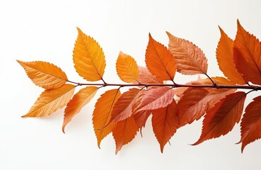 Fototapeta premium Close-up of autumn leaves on branch. Orange, brown colors. Nature, botanical background. Fall season, tree foliage. Perfect for graphic design, seasonal greetings, eco-friendly concepts,