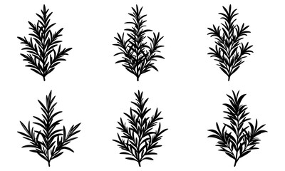 Rosemary silhouette vector