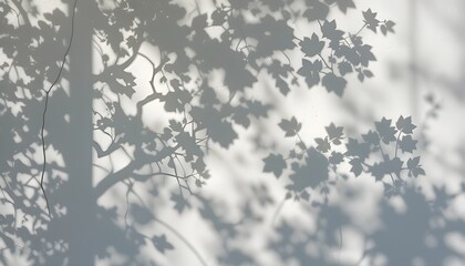 Fototapeta premium Abstract natural tree leaves shadow on white wall background