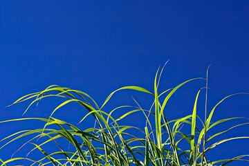 Vivid green grass blades against a vibrant blue sky