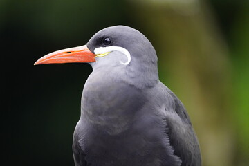 The Inca tern (Larosterna inca) is a seabird in the family Sternidae.Walsrode Bird Park, Germany. 