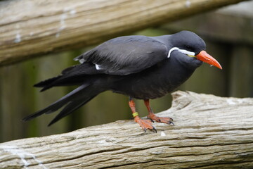 The Inca tern (Larosterna inca) is a seabird in the family Sternidae.Walsrode Bird Park, Germany. 