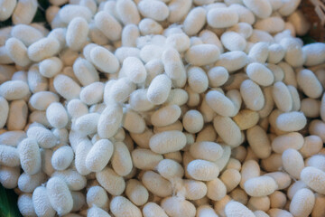 Close-Up of Silkworm Cocoons. The Natural Source of Luxurious Silk.