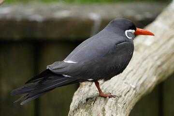 The Inca tern (Larosterna inca) is a seabird in the family Sternidae.Walsrode Bird Park, Germany. 