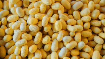 Close-Up of Silkworm Cocoons. The Natural Source of Luxurious Silk.