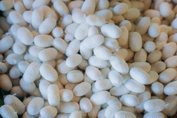 Close-Up of Silkworm Cocoons. The Natural Source of Luxurious Silk.