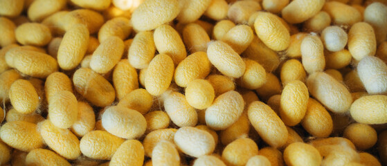 Close-Up of Silkworm Cocoons. The Natural Source of Luxurious Silk.