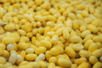 Close-Up of Silkworm Cocoons. The Natural Source of Luxurious Silk.