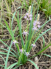 Obraz premium Broadleaf wild leek (Allium atroviolaceum) onions grow in the deposits (dry steppe, upland herbaceous meadow) of the northern Black Sea region and Crimea